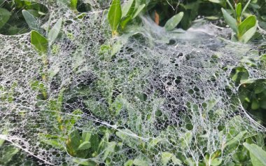 Güzel örümcek ağı kozalaklı çalıların üzerinde