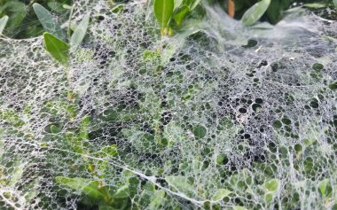 Güzel örümcek ağı kozalaklı çalıların üzerinde