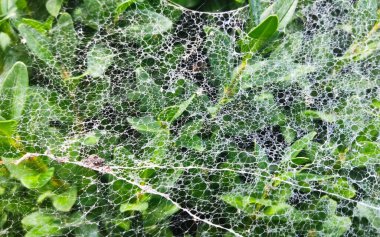 Güzel örümcek ağı kozalaklı çalıların üzerinde