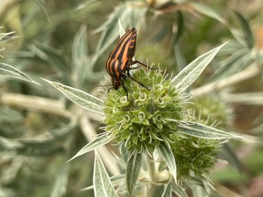 Yeşil bir çiçekte çizgili gıcırdayan böcek.
