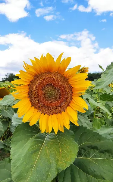 Ayçiçeği tarlada