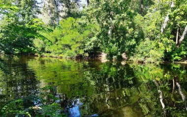 Ormandaki nehir, güzel dijital fotoğraf