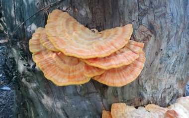 Ormanda büyük bir ağaç