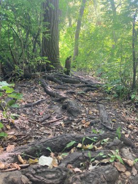 Parktaki yeşil orman