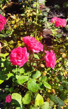 Bahçedeki pembe gül