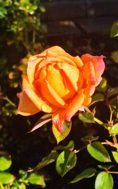 Bahçedeki güzel çiçekler