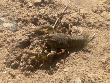 Nehrin kıyısındaki kumda kerevit