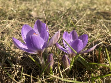 Güzel bahar çiçekleri - çömlekler