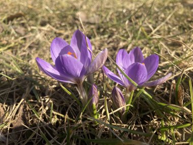 Güzel bahar çiçekleri - çömlekler