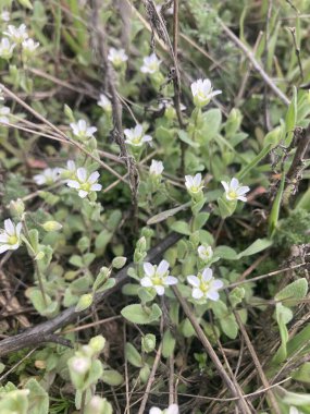 Bahçedeki güzel çiçekler