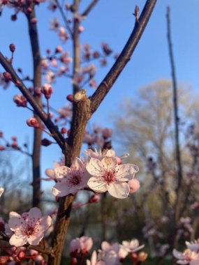 Bahçede güzel bahar çiçekleri