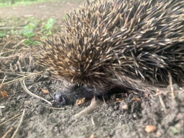 Tatlı orman kirpisi ormanda yürüyüşe çıkmış.