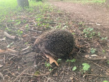 Tatlı orman kirpisi ormanda yürüyüşe çıkmış.