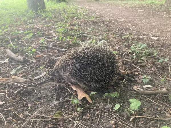 Tatlı orman kirpisi ormanda yürüyüşe çıkmış.