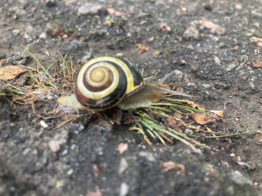 Asfaltta sürünen küçük bir salyangoz.