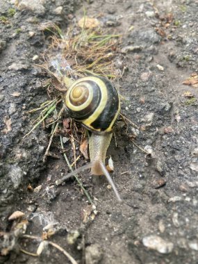 Asfaltta sürünen küçük bir salyangoz.