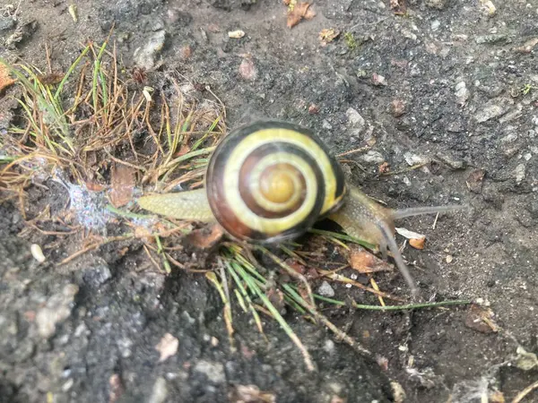 Asfaltta sürünen küçük bir salyangoz.