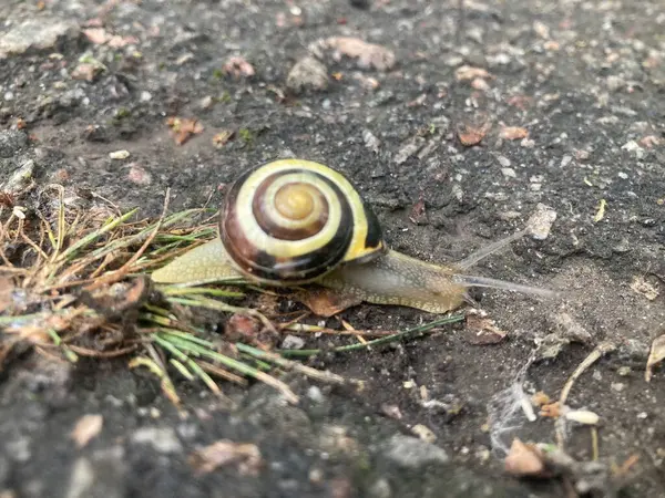 Asfaltta sürünen küçük bir salyangoz.