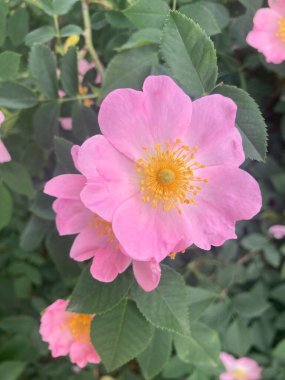 Bahçedeki güzel çiçekler