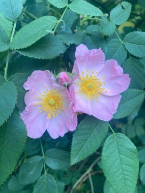 Bahçedeki güzel çiçekler