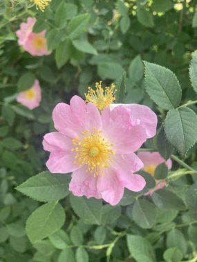 Güzel botanik fotoğrafı, doğal duvar kağıdı.