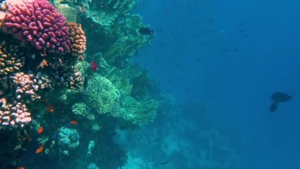 Pești Tropicali Subacvatici Colorați Corali Frumoși Marea Roșie Sharm Sheikh — Videoclip de stoc