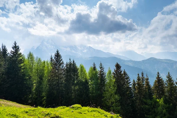 Paesaggio Idilliaco Nelle Alpi Con Prati Verdi Freschi Pinete Cime — Foto Stock