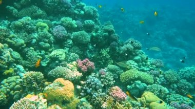 Sualtı renkli tropikal balıklar ve güzel mercan. Kızıldeniz Sharm el Sheikh Mısır