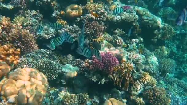 Colorido Arrecife Coral Tropical Peces Corales Submarinos Parque Nacional Ras — Vídeo de stock
