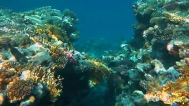 Renkli tropikal mercan resifi. Ras Mohammed Ulusal Parkı 'ndaki sualtı balık ve mercanları Sharm el Sheikh, Mısır