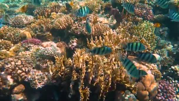 산호초 모하메드 공원에 물고기와 이집트 사해엘 셰이크 — 비디오