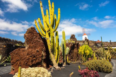 Guatiza köyündeki tropik kaktüs bahçesi, Lanzarote, Kanarya Adaları, İspanya