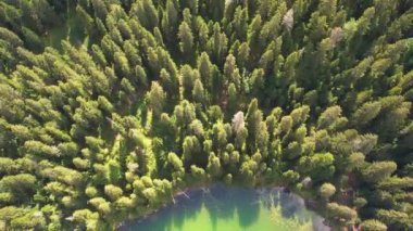 Çam ağaçları ve dağ gölü Zminje jezero, Durmitor Montenegro 4K üzerindeki hava manzarası