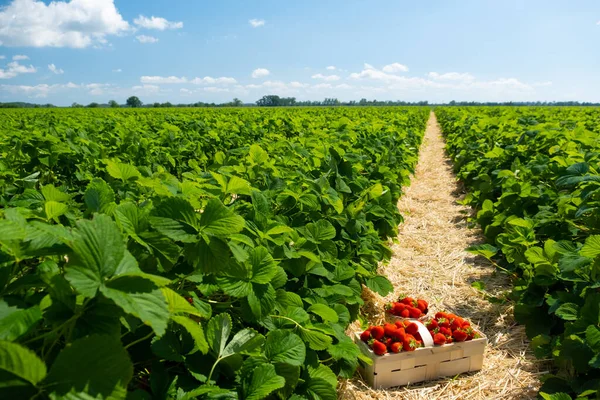 果树田里的果树 新鲜成熟的有机草莓 在草莓床旁边的白色篮子里采摘你自己的浆果 免版税图库图片