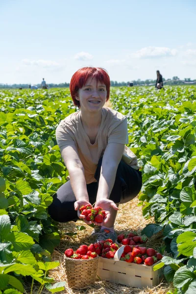 Farmer Woman Harvesting Ripe Strawberries Field Strawberry Green Bio Field — Stock Photo, Image