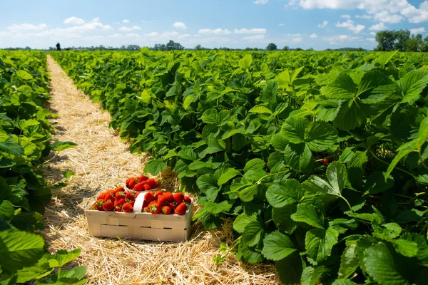 Pole Truskawek Farmie Owoców Świeże Dojrzałe Truskawki Organiczne Białym Koszu Obrazek Stockowy