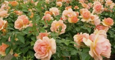 Bahçede yağmurdan sonra pembe güller açar. Çiçeklere su damlaları, sığ tarlalar