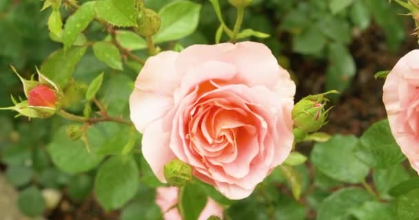 雨水浇灌后的粉红色玫瑰在花园里盛开 水滴在花朵上 田野深处浅薄 — 图库视频影像