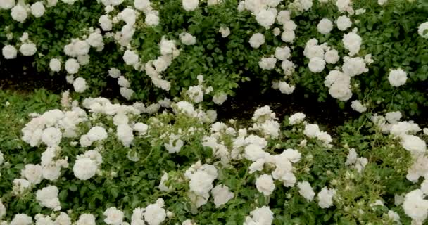 花园里雨后盛开的白玫瑰 花上的水滴 — 图库视频影像
