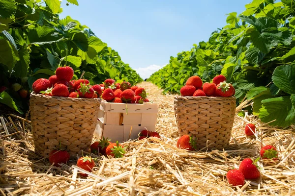 Strawberry Field Fruit Farm Fresh Ripe Organic Strawberry Straw Basket — Stock Photo, Image
