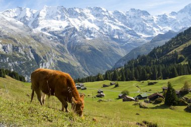 Geleneksel dağlık köy ve inek turistik vadide Lauterbrunnen, İsviçre cazibesi