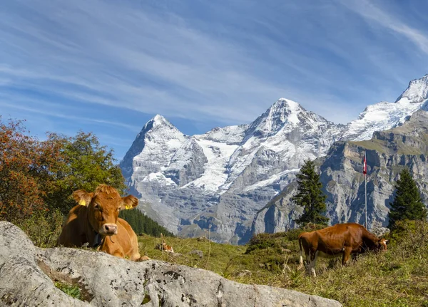 瑞士劳特布鲁南旅游胜地的传统高山风景和奶牛 — 图库照片