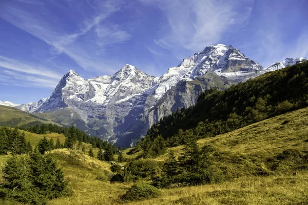 背景には緑豊かな牧草地と雪に覆われた山頂を持つアルプスの牧歌的な夏のパノラマ風景 スイス — ストック写真