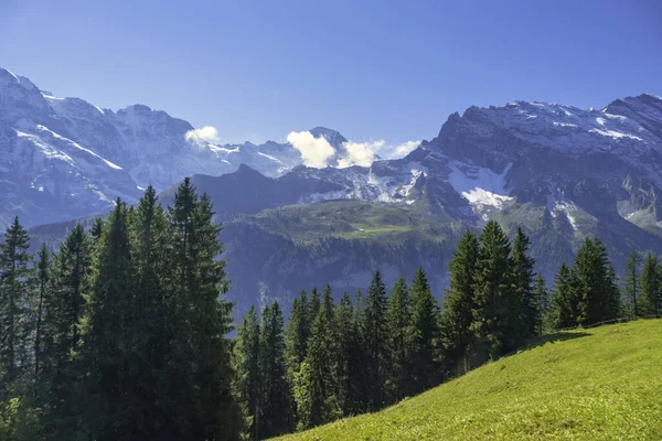 美丽的夏季风景 在阿尔卑斯山中 背景是新鲜的绿色草甸和白雪覆盖的山顶 — 图库照片