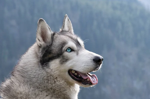 シベリアのハスキーの品種の青い目を持つ犬の口のクローズアップ ストックフォト