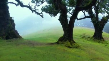 Madeira adasındaki Fanal Ormanı. Sisli yemyeşil defne ağacı ormanı, eski ağaçlı yeşil tepeler, unesco dünya mirası alanı. Yüksek kalite 4k görüntü