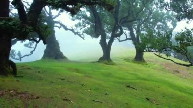 Madeira adasındaki Fanal Ormanı. Sisli yemyeşil defne ağacı ormanı, eski ağaçlı yeşil tepeler, unesco dünya mirası alanı. Yüksek kalite 4k görüntü