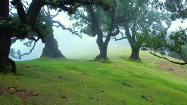 Fanal Wald Auf Madeira Nebelgrüner Lorbeerwald Grasgrüne Hügel Mit Alten — Stockvideo