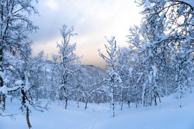 Buzlu dalları olan karlı bir orman. Yeni yıl ve Noel arkaplanı
