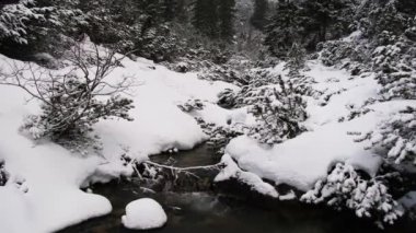 Karlı dağlardaki çam ormanlarının ve derenin sabit görüntüleri. Rüzgarlı bulutlu hava. Slovakya 'daki Tatra dağları.